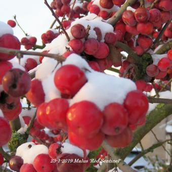 Malus 'Red Sentinel'