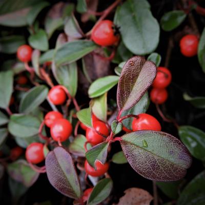 Cotoneaster Dammeri - Teppich-Zwergmispel - Cotoneaster Dammeri