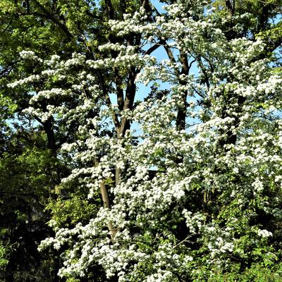 Crataegus monogyna - Eingriffeliger Weißdorn