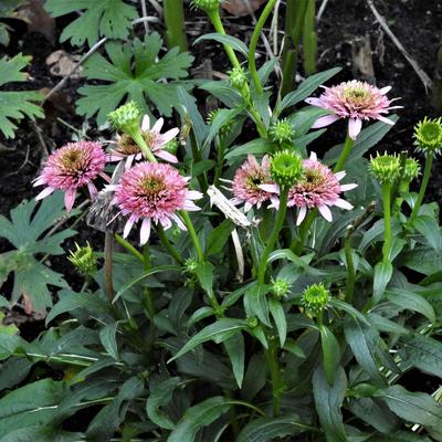 Echinacea 'Piccolino' - 