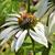 Echinacea purpurea 'White Swan'