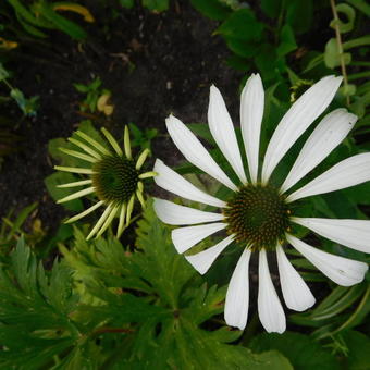 Echinacea purpurea 'White Swan'