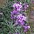 Erysimum 'Bowles Mauve'