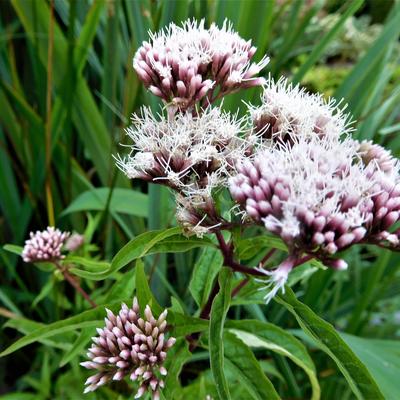 Eupatoire à feuilles de chanvre - Eupatorium cannabinum