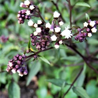 Eupatorium rugosum 'Chocolate'