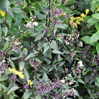 Eupatorium rugosum 'Chocolate'