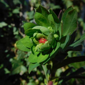 Euphorbia 'Blackbird'