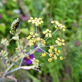 Foeniculum vulgare 'Rubrum'