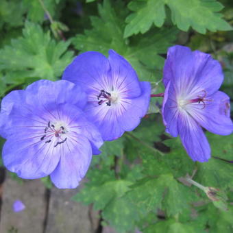 Geranium 'Johnson's Blue'