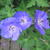 Geranium 'Johnson's Blue'