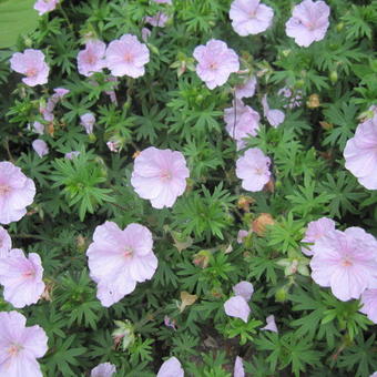 Geranium sanguineum var. striatum