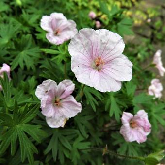 Geranium sanguineum var. striatum