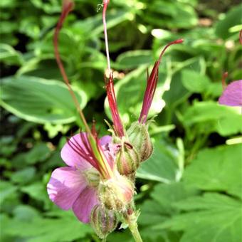 Geranium x cantabrigiense 'Cambridge'