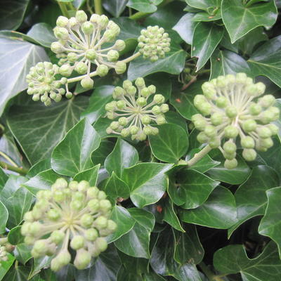 Hedera helix 'Arborescens'  - Hedera helix 'Arborescens' 