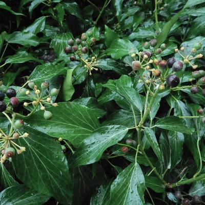 Hedera helix 'Zorgvlied' - 