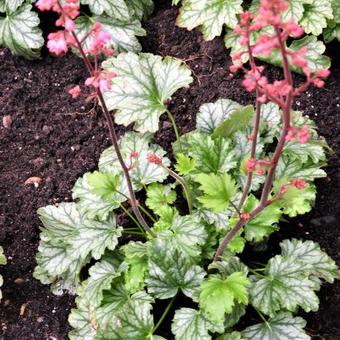 Heuchera CITY 'Paris'