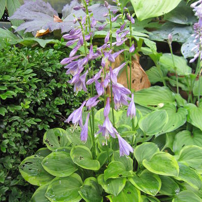 Hosta 'Golden Tiara'