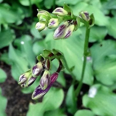 Hosta venusta - 