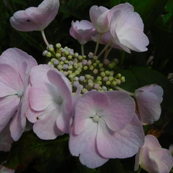 Hydrangea macrophylla ‘Mariesii Perfecta