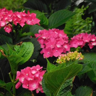 Hydrangea macrophylla 'Mme. G.J. Bier' - 