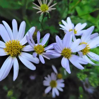 Kalimeris incisa 'Blue Star'