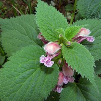 Lamium orvala