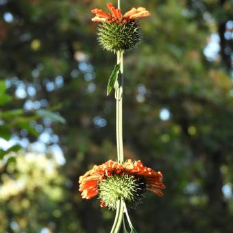 Leonotis leonurus