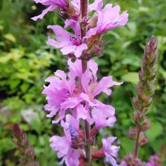 Lythrum salicaria 'Morden Pink'