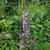 Lythrum salicaria 'Morden Pink'