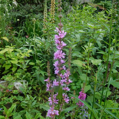 Lythrum salicaria 'Morden Pink' - 