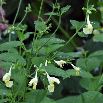 Nepeta govaniana