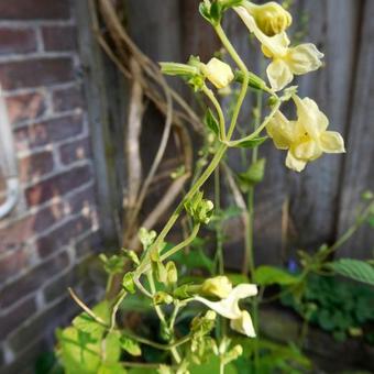 Nepeta govaniana