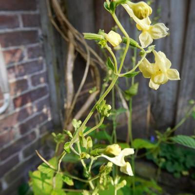 Himalaya-Katzenminze - Nepeta govaniana