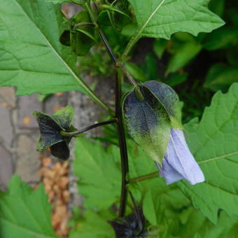 Nicandra physalodes