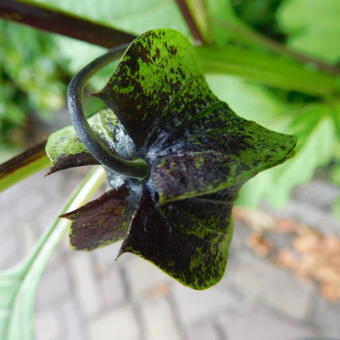 Nicandra physalodes