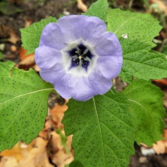 Nicandra physalodes