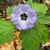 Nicandra physalodes