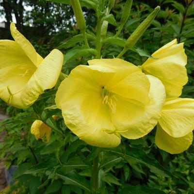 Oenothera glazioviana - 