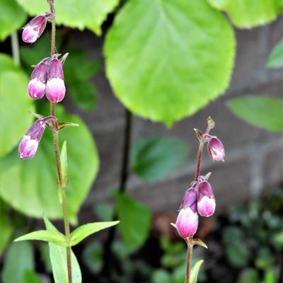 Penstemon 'Elmley' - 