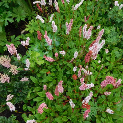 Persicaria affinis 'Darjeeling Red' - Persicaria affinis 'Darjeeling Red'