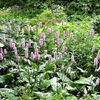 Persicaria bistorta