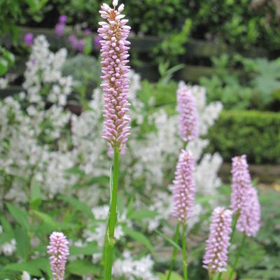 Persicaria bistorta