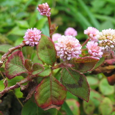 Persicaria capitata - 