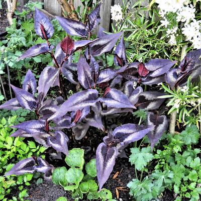 Persicaria microcephala 'Red Dragon' - Persicaria microcephala 'Red Dragon'