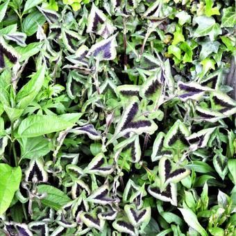 Persicaria microcephala 'Purple Fantasy'