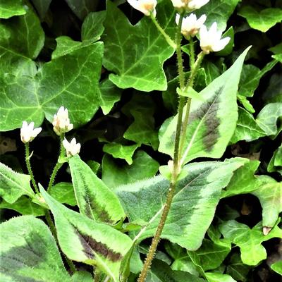 Persicaria microcephala 'Purple Fantasy' - 