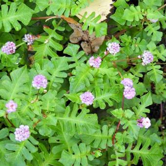 Persicaria runcinata Needham's form