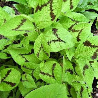 Persicaria virginiana 'Filiformis'