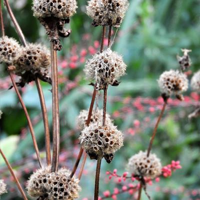 Phlomis tuberosa 'Amazone' - Phlomis tuberosa 'Amazone'