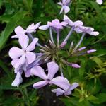 Phlox paniculata 'Cool Best' - 